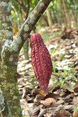 Ripe cacao pods growing on tree trunk in tropical plantation