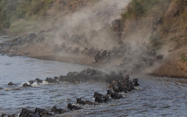 The great wildebeest migration in Africa 