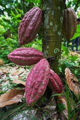 Ripe cacao pods growing on tree trunk in tropical plantation