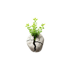 A cracked rock with a plant growing (Post-Traumatic Growth)