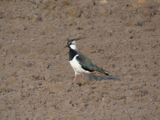 Northern lapwing (Vanellus vanellus) standing on farmland soil