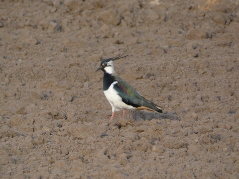 Northern lapwing (Vanellus vanellus) standing on farmland soil