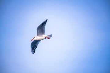 seagull flying in the sky