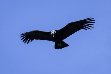 Vultur gryphus