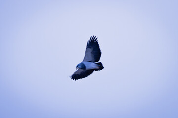 Geranoaetus melanoleucus