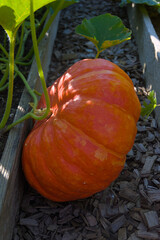 An orange pumpkin grows in a garden patch among leaves and wood chip mulch during the autumn season.