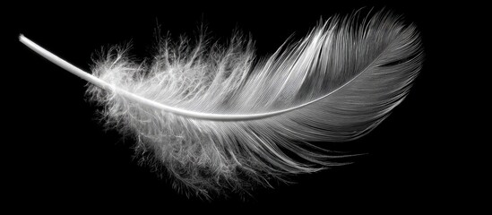 Delicate white feather against black background