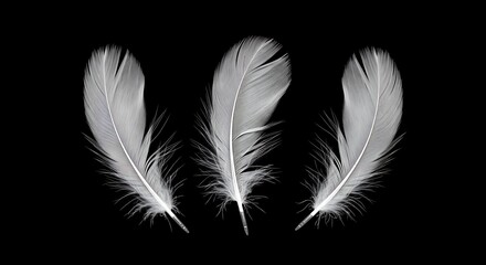 Obraz premium Three White Feathers on Black Background, Isolated.