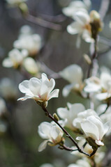 Blooming magnolia tree covered with large white flowers in spring. Delicate petals and dark stamens create a striking contrast against the brown branches. A soft blurred background