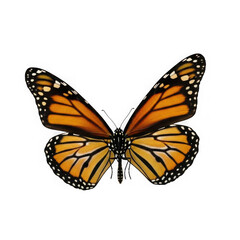 Obraz premium Detailed monarch butterfly wings spread open showing intricate orange and black patterns transparent background