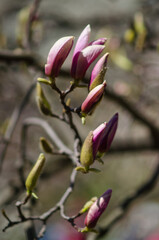 Magnolia blossoms on a flowering tree captured in springtime. Close-up of delicate petals and subtle details evoke a sense of renewal and charm. The blurred backdrop enhances