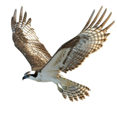 Osprey in Flight