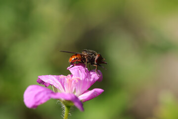 Rhingie champêtre (Rhingia campestris)
Rhingia campestris on an unidentified flower or plant
