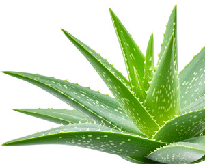 Fototapeta premium Transparent PNG Healthy Aloe Vera Plant with Thick Green Leaves,