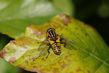 Hélophile à bandes grises (Helophilus trivittatus)
Helophilus trivittatus in its natural element
