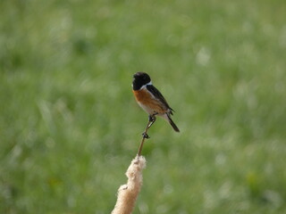 European stonechat (Saxicola rubicola) perched on reed stem in green meadow