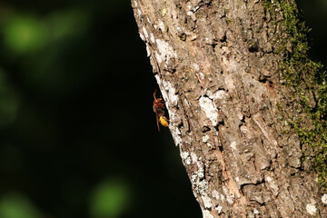 Frelon europ&eacute;en (Vespa crabro)
Vespa crabro on an unidentified flower or plant
