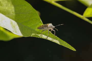 Punaise des baies (Dolycoris baccarum)
Dolycoris baccarum on an unidentified flower or plant

