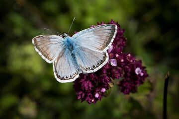 Chalkhill Blue butterfly resting on purple flower
