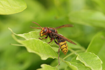 Frelon européen (Vespa crabro)
Vespa crabro on an unidentified flower or plant
