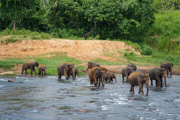 Elephants crossing the river in Pinnawala Elephant Orphanage Sri Lanka.
