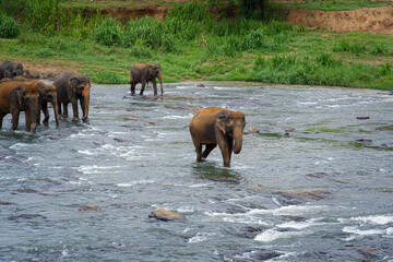 Elephants crossing the river in Pinnawala Elephant Orphanage Sri Lanka.