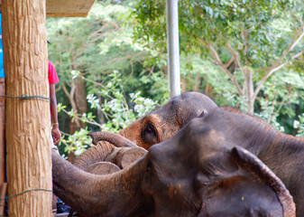 Close-up of Asian elephants using its trunk to move and interact.