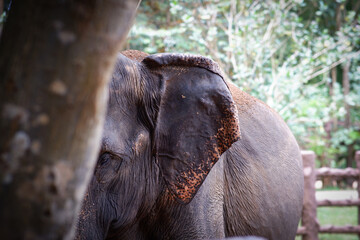 Close up of an elephant in Pinnawala Elephant Orphanage Sri Lanka.