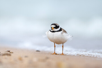Common ringed plover, Charadrius hiaticula, shorebird at the water
