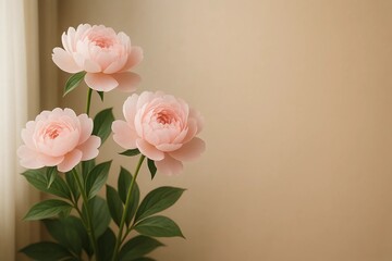 Fototapeta premium Peony (Paeonia) Flower – White Background and Copy Space Setting