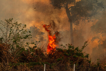 Incêndio no bosque. Um foco de fogo com muita fumaça no ambiente.