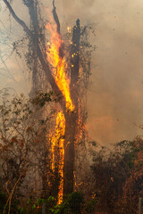Chamas fumegantes de fogo em um tronco seco em um incêndio no bosque coberto de fumaça.