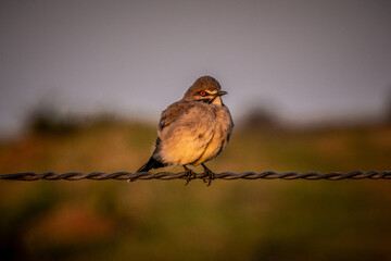 Nengetus cinereus (primavera)