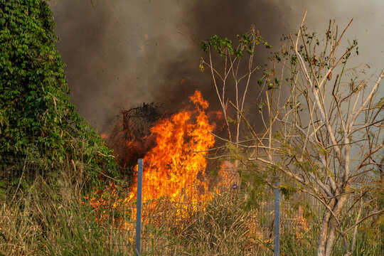Chama de fogo queimando a vegeta&ccedil;&atilde;o em um bosque. Crime ambiental. Queimada.