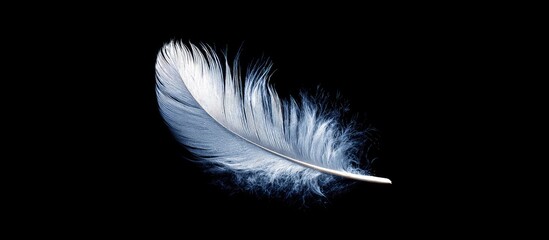 White feather on black background