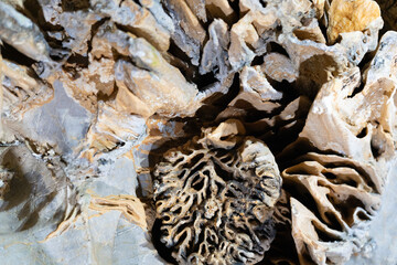 Intricate natural textures of coral formations, showcasing unique patterns and colors, highlighting the beauty of marine life and the importance of ocean ecosystems in a vibrant underwater environment