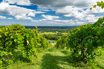 Obraz premium Rolling Hillside Vineyard in Virginia Countryside under Blue Sky and White Clouds