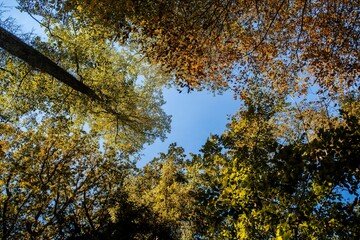 autumn trees in the park