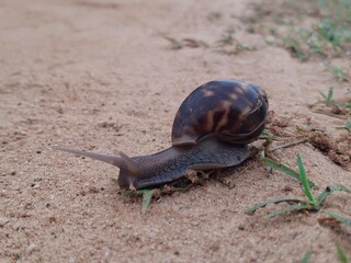 A land snail is a slow-moving mollusk with a coiled shell, thriving in moist habitats, symbolizing...