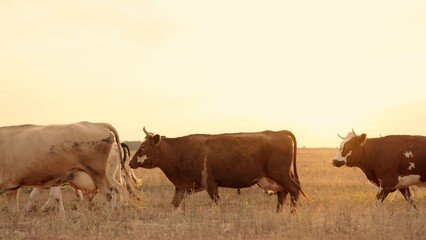 herd of cows walk across the field at sunset in the sky, farming, cattle in farmland at dawn, raising livestock for beef meat, obtaining milk from the udder, mammary glands for making dairy products.