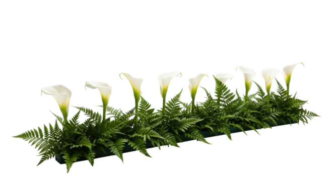 Deep emerald green ferns and stark white calla lilies in a precise linear formation against a seamless transparent studio background with soft high-key lighting, serene botanical art concept