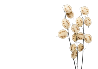 Desiccated honesty pods with translucent beige discs on charcoal skeletal stalks, arranged vertically against a transparent background with copy space. Concept of natural ephemeral beauty