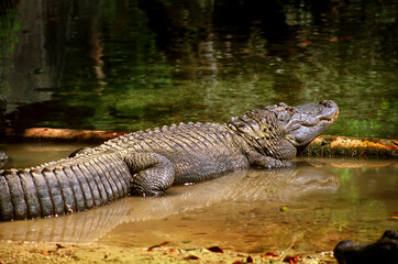 Large Florida alligator located in the Everglades National Park