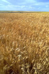 Iowa wheat field ready for harvest