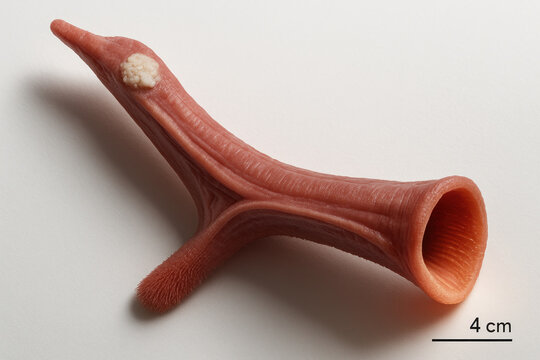 3D Printed Model of Sea Squirt Botryllus schlosseri Tunicate with Tumor - Illustration