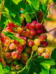 Beautiful Fresh Organic Grapes Close-Up Background - Perfect for Culinary Arts, Advertising, Social Media, Healthy Living, Event Promotions, and High-Quality Digital Backgrounds for Various Uses.