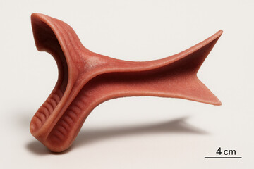 3D printed dental device, used in orthodontics or dental research, photos