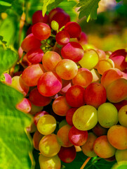 Vibrant Fresh Organic Grapes Close-Up Photography - Perfect for Advertising, Marketing, Culinary Arts, Healthy Living, Social Media, and Digital Promotions to Enhance Visual Appeal and Engagement