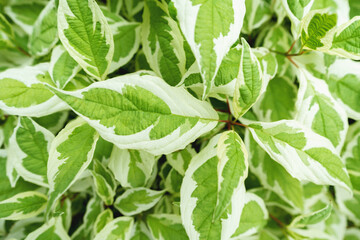 green and white grimon leaves close-up: natural decorative background