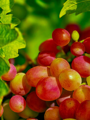 Vibrant Fresh Organic Grapes Close-Up Background - Perfect for Culinary Arts, Advertising, Social Media, Healthy Living, Event Promotions, and High-Quality Digital Backgrounds for Various Uses.